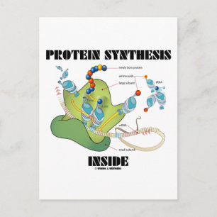 Postal Síntesis de proteína interna (biología celular)