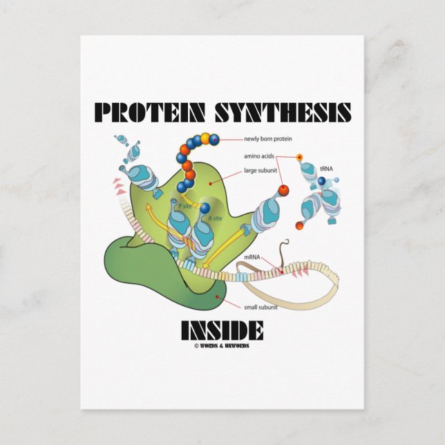 Postal Síntesis de proteína interna (biología celular) (Anverso)
