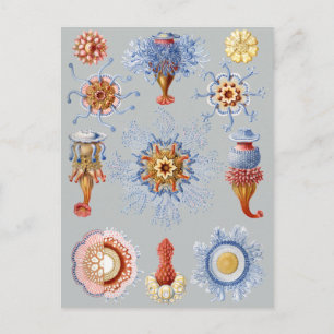 Postal Siphonophorae