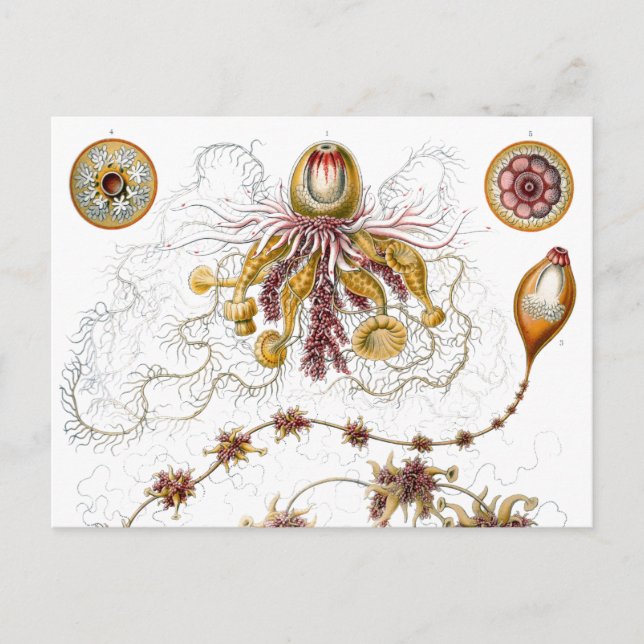 Postal Siphonophorae Ernst Haeckel Bella Artes (Anverso)