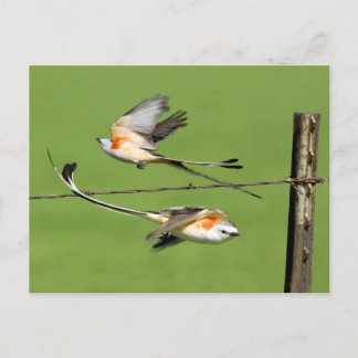 Postal Sissortails en vuelo