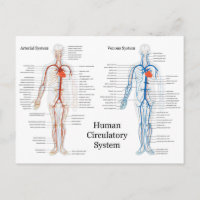 Sistema circulatorio humano de arterias y venas