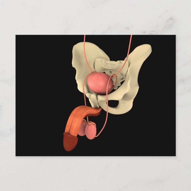 Postal Sistema reproductivo masculino humano 2 (Anverso)