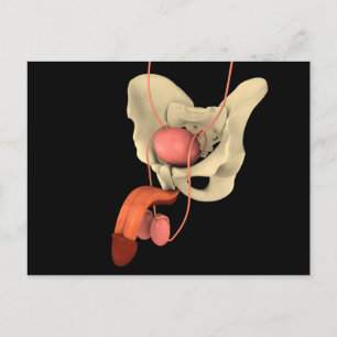 Postal Sistema reproductivo masculino humano 2