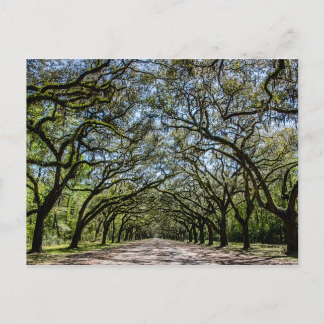 Postal Sitio histórico de Wormsloe, sabana Georgia (Anverso)