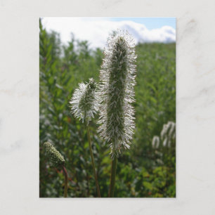 Postal Sitka Great Burnet, isla Unalaska