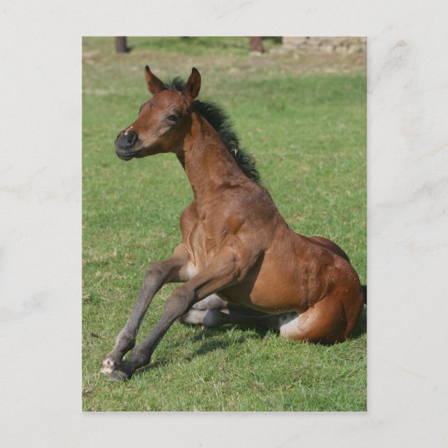 Postal Sitting Arab Fool (Anverso)