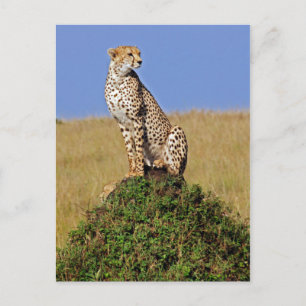 Postal Sitting Cheetah