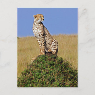 Postal Sitting Cheetah