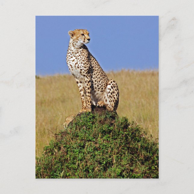 Postal Sitting Cheetah (Anverso)