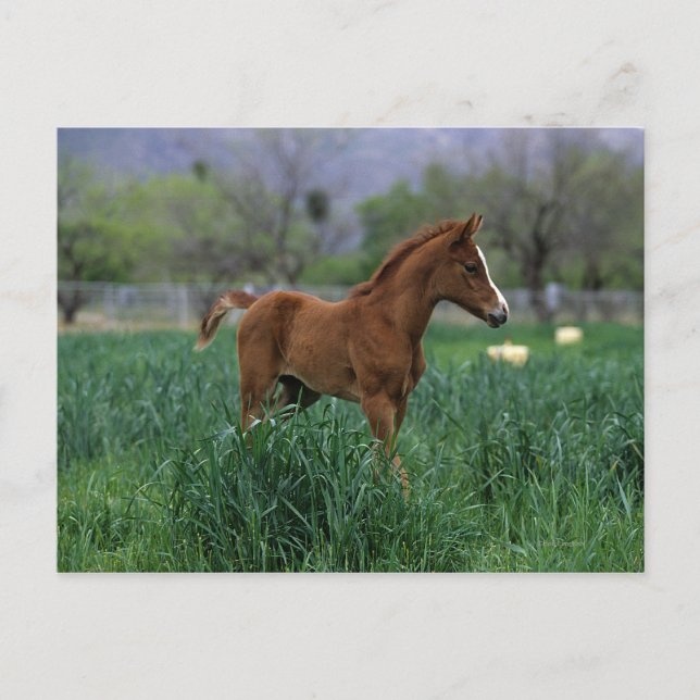 Postal Situación de los inocentes árabes (Anverso)