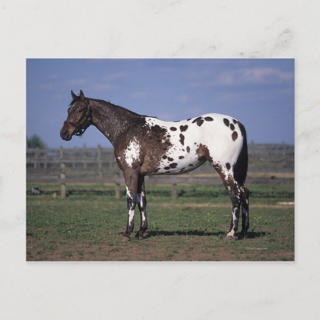 Postal Situación del caballo del Appaloosa (Anverso)