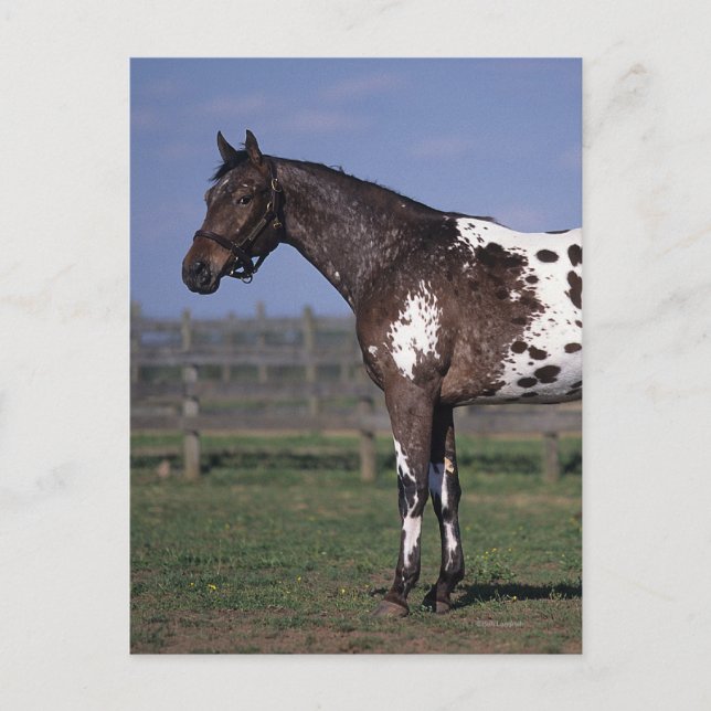 Postal Situación del caballo del Appaloosa (Anverso)