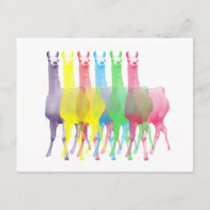 Postal six lamas in six llama colors