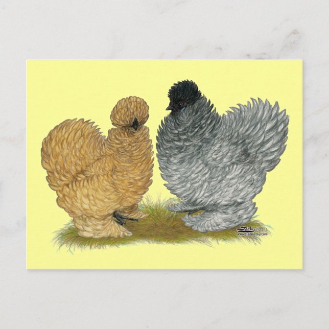 Postal Sizzle Chickens (Anverso)
