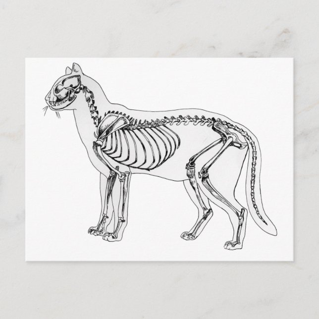 Postal Skeleton (Anverso)