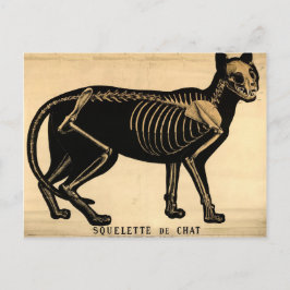 Postal Skeleton de gato vintage