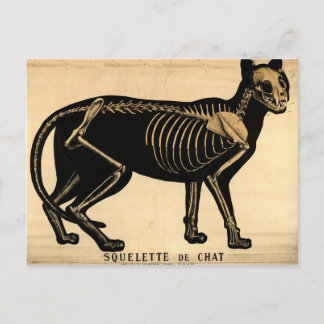 Postal Skeleton de gato vintage