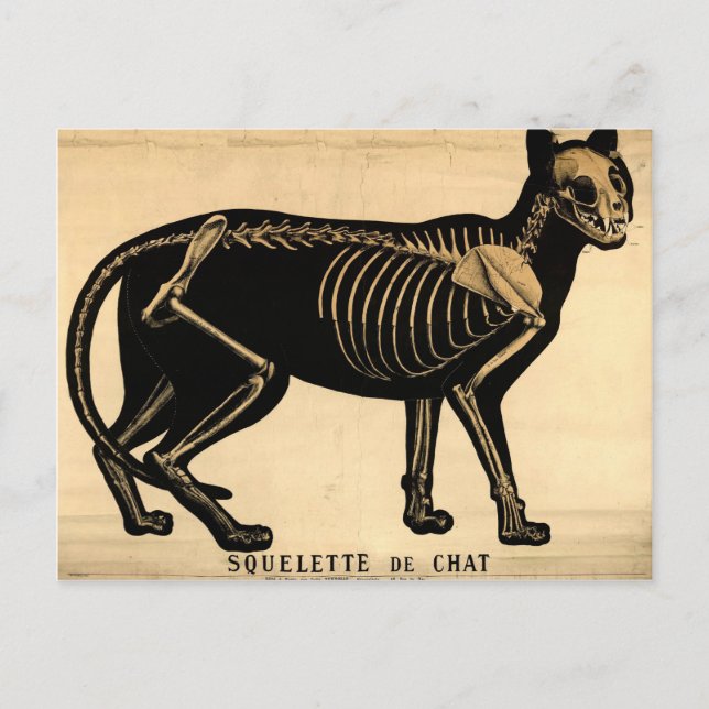 Postal Skeleton de gato vintage (Anverso)