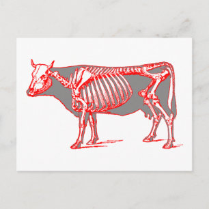 Postal Skeleton de vaca