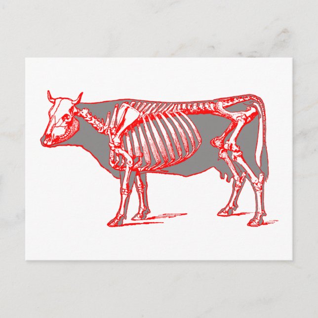 Postal Skeleton de vaca (Anverso)