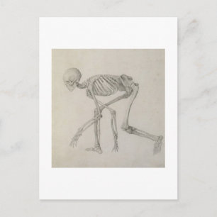 Postal Skeleton humano: Vista lateral en la postura de Cr