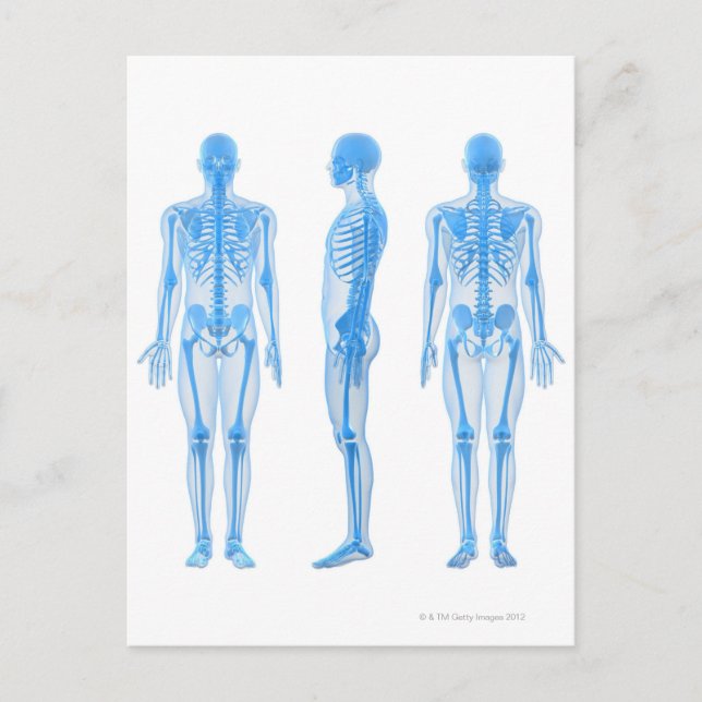 Postal Skeleton masculino (Anverso)
