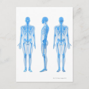 Postal Skeleton masculino