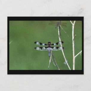 Postal Skimmer De Doce Puntos