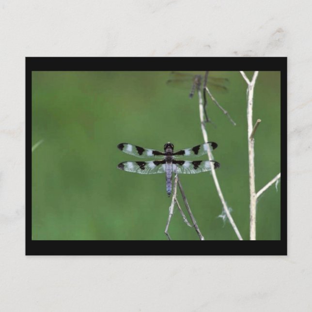 Postal Skimmer De Doce Puntos (Anverso)