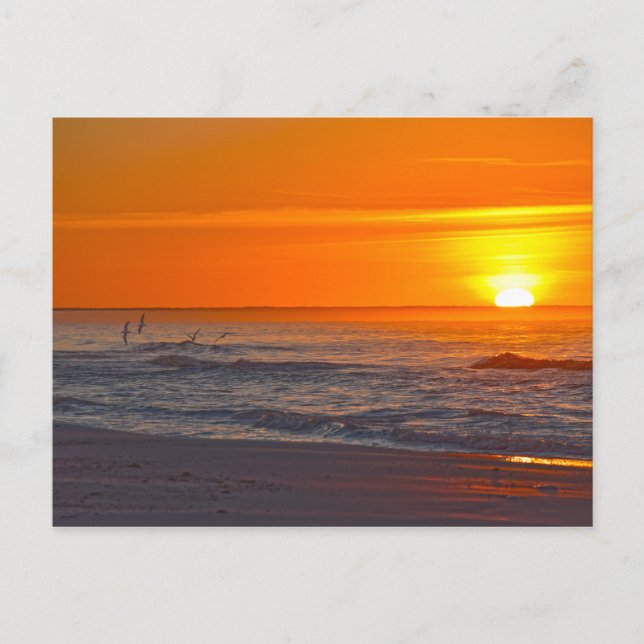 Postal Skimmers volando al amanecer, Florida Beach (Anverso)