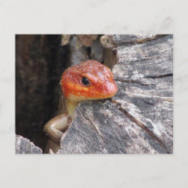 Postal Skink de cabeza amplia