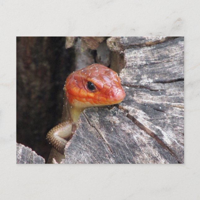 Postal Skink de cabeza amplia (Anverso)