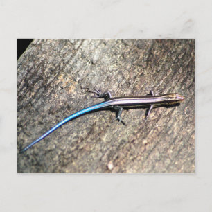 Postal Skink de Plestiodon