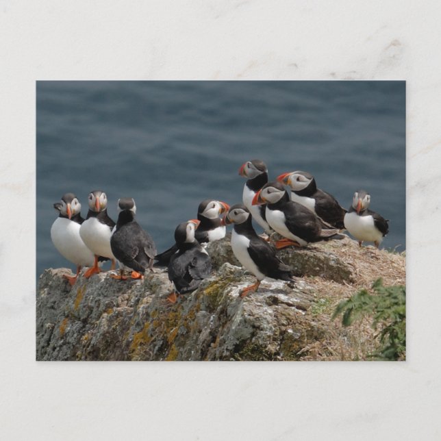 Postal Skomer Island Puffins (Anverso)