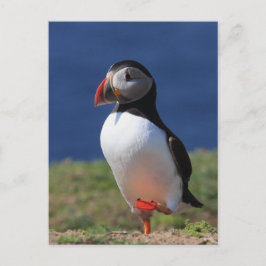 Postal Skomer Island Puffins