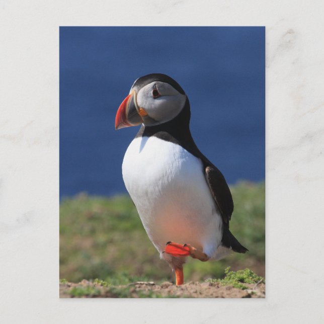 Postal Skomer Island Puffins (Anverso)