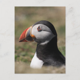 Postal Skomer Island Puffins