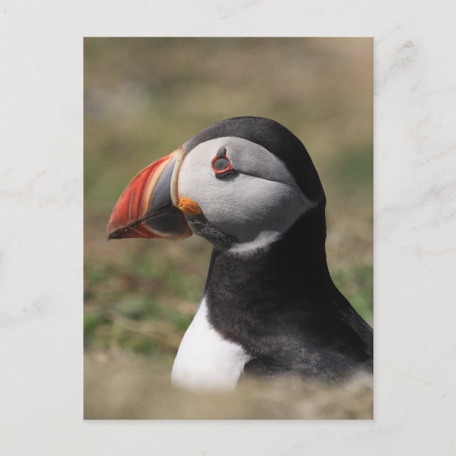 Postal Skomer Island Puffins (Anverso)
