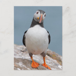 Postal Skomer Island Puffins