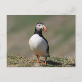 Postal Skomer Island Puffins