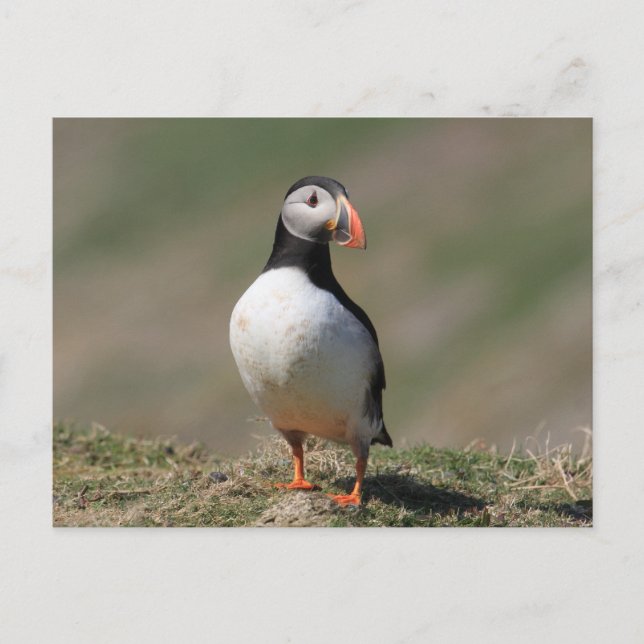 Postal Skomer Island Puffins (Anverso)