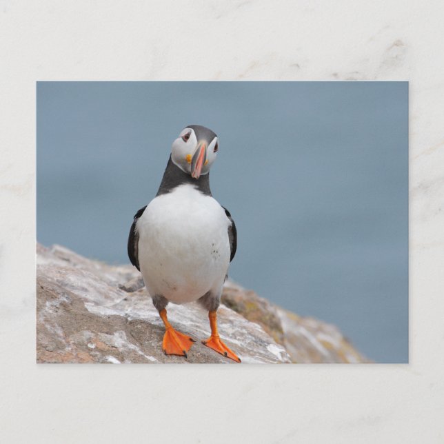 Postal Skomer Island Puffins (Anverso)