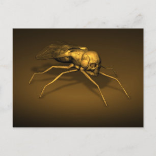 Postal Skull Insect