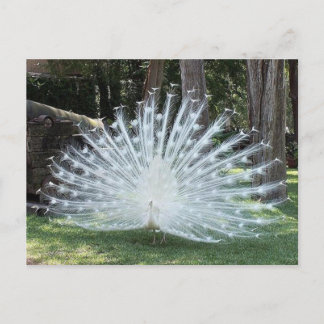 Postal Skully Top Fun