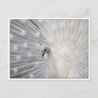 Postal Skully Top Fun