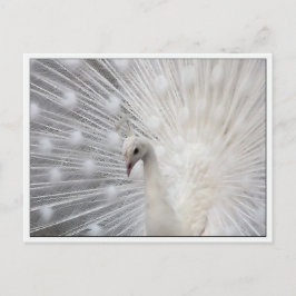 Postal Skully Top Fun