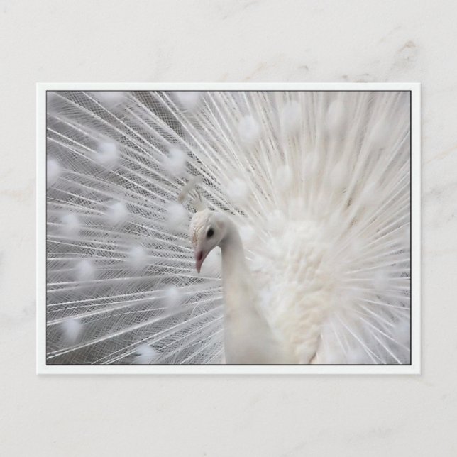 Postal Skully Top Fun (Anverso)