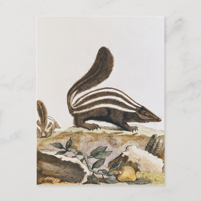 Postal Skunk, de 'Histoire Naturelle' por (Anverso)
