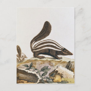 Postal Skunk, de 'Histoire Naturelle' por